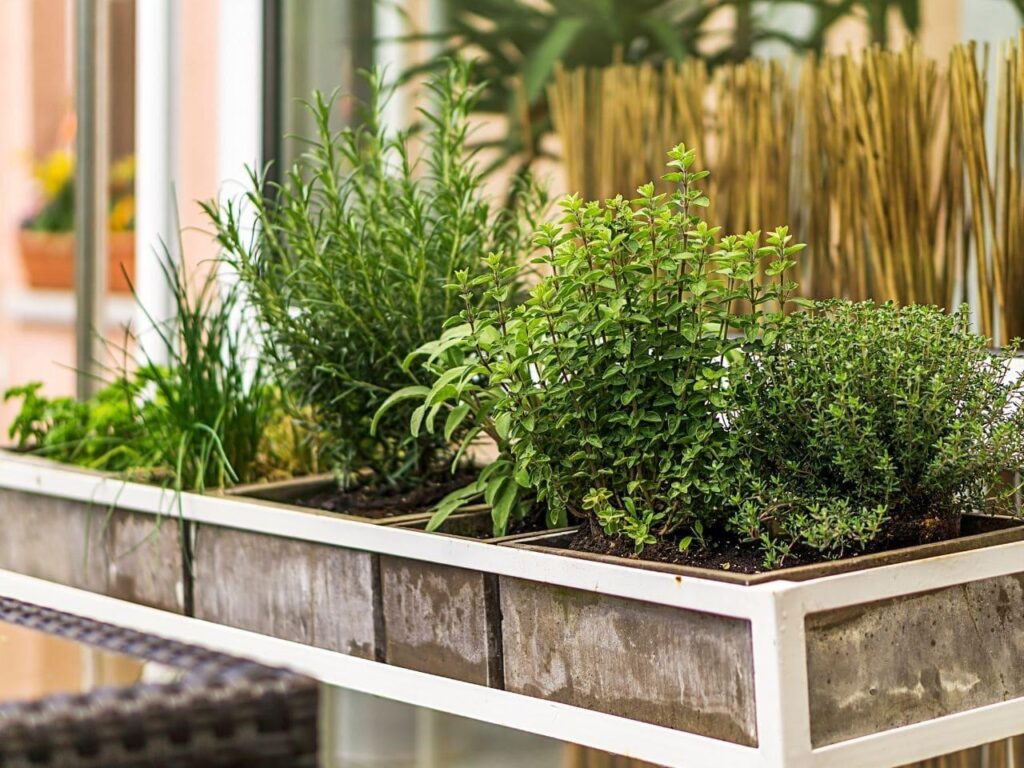Budget-Friendly Tips for Cultivating a Thriving Herb Garden
