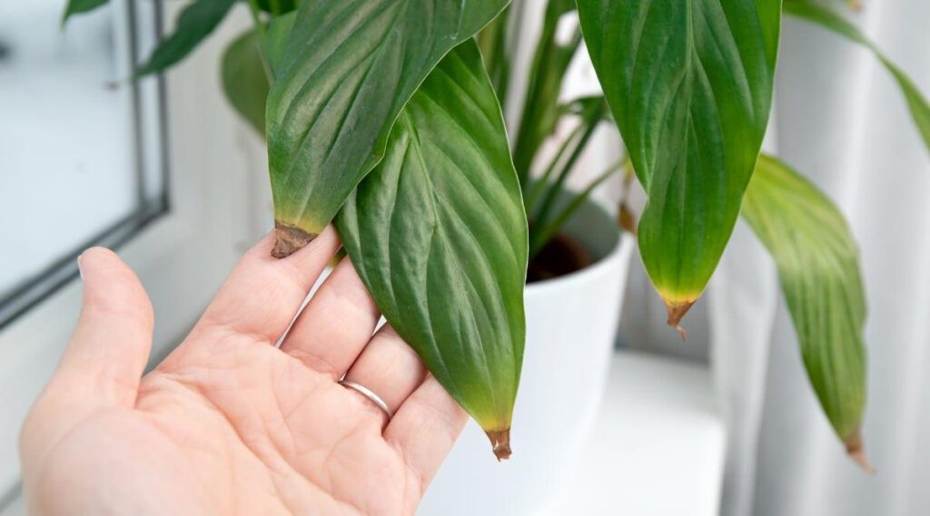 Overwatering and Overfertilizing for Healthy Houseplants